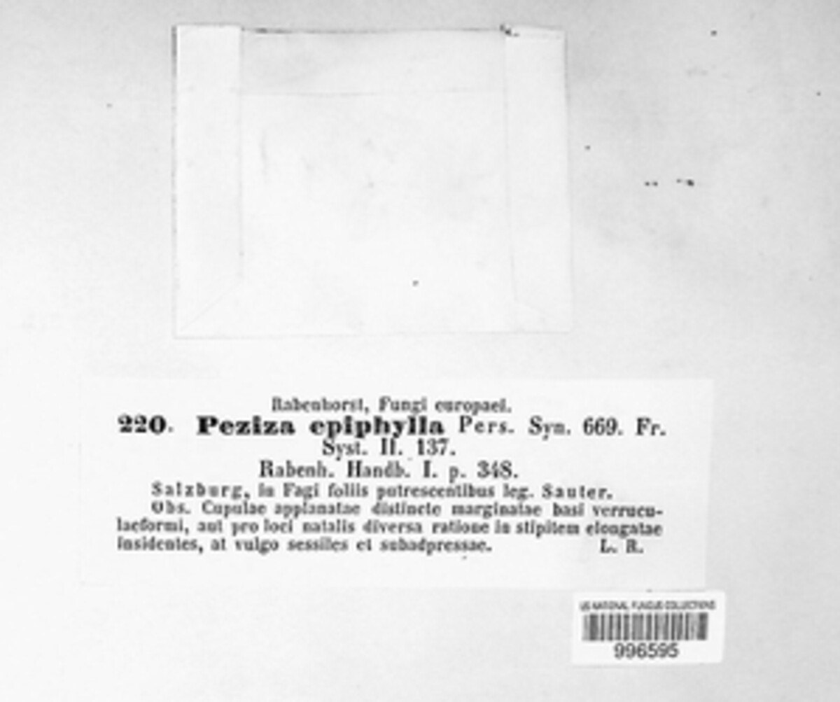 Peziza epiphylla image